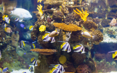 Keeping Your Fish Tank Glass Crystal Clear: Say Goodbye to Algae Build-Up