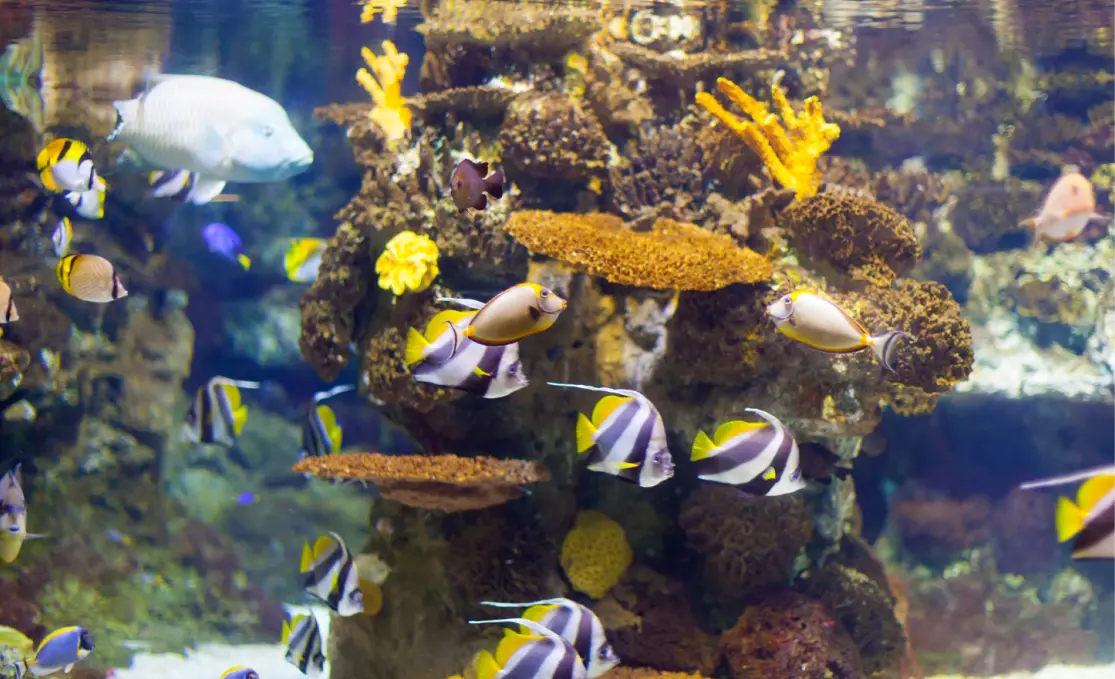 fish-tank-maintenance