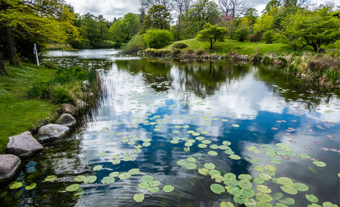 pond-maintenance